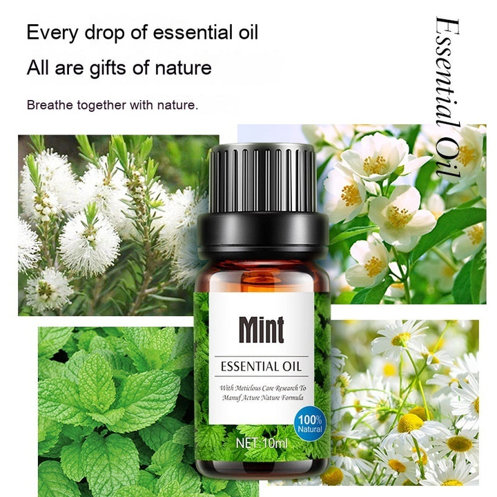 ✨ Water-Soluble Lavender Plant Aromatherapy Oil Set — Humidifier Essential Oils (8 Bottles) 🌿💧💜